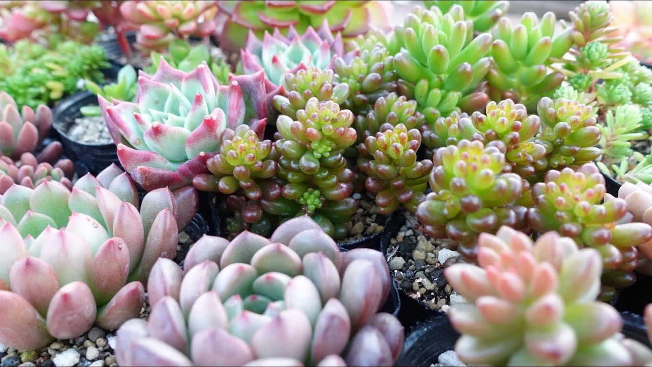 302 [You can buy it at 100 yen shops or home centers] 10 autumn