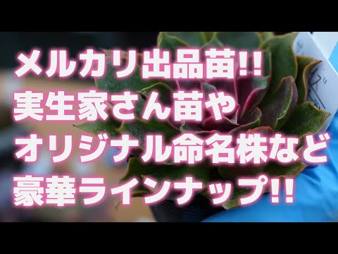 多肉植物】メルカリ出品苗!!実生家さん苗やオリジナル命名株など豪華