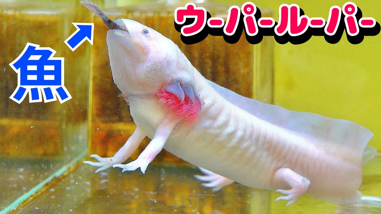 A lot of insects have appeared in the axolotl tank - YouTube