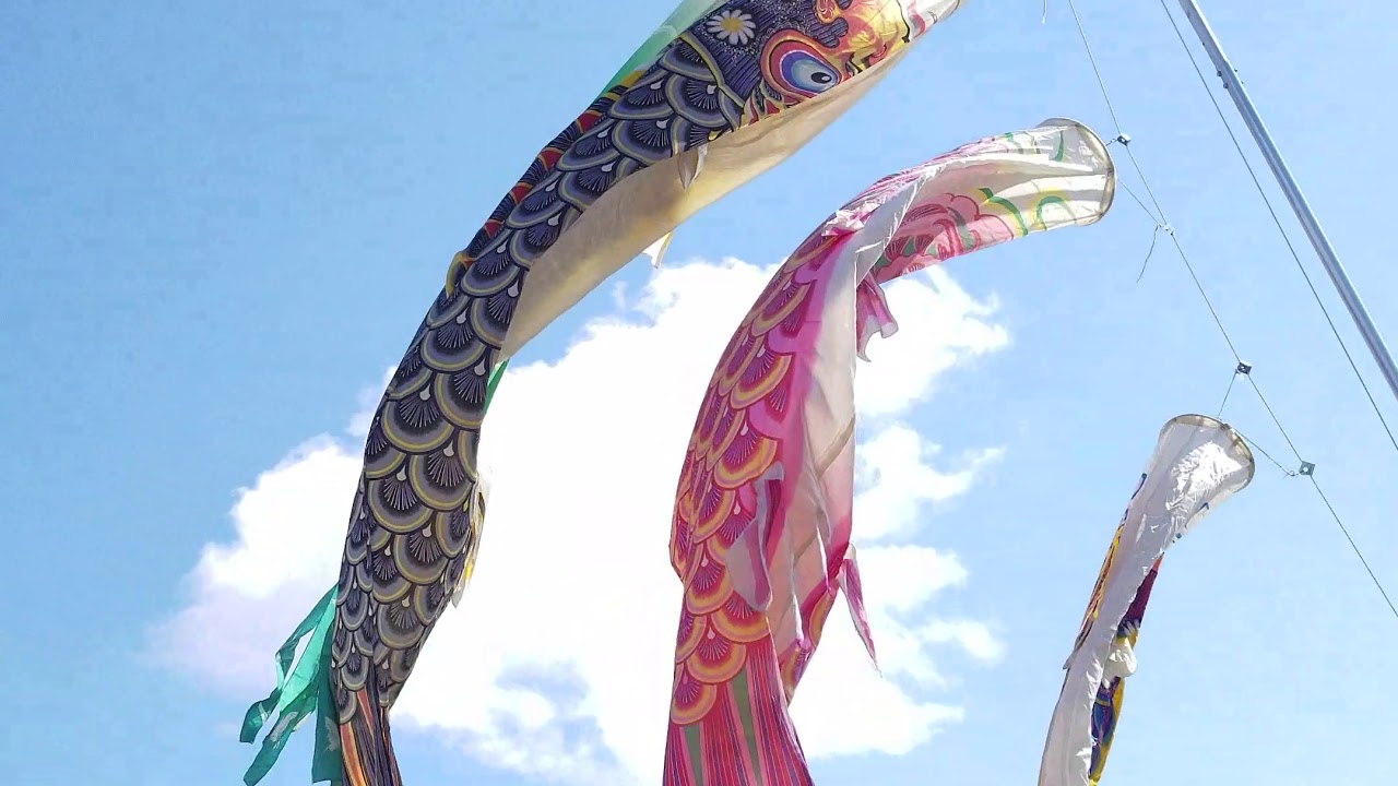 徳永こいのぼり 有職 江戸鯉 - YouTube