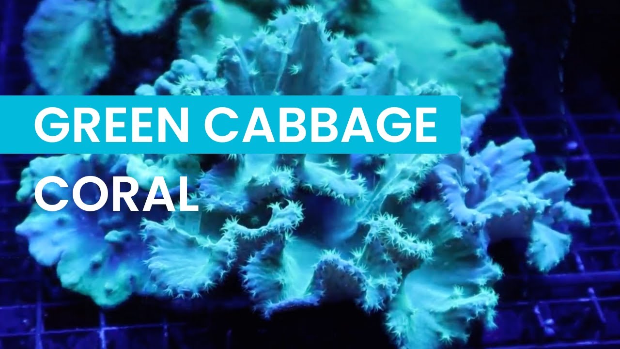 Green Cabbage Coral: The Perfect Beginner Soft Coral! 🪸✨ - YouTube