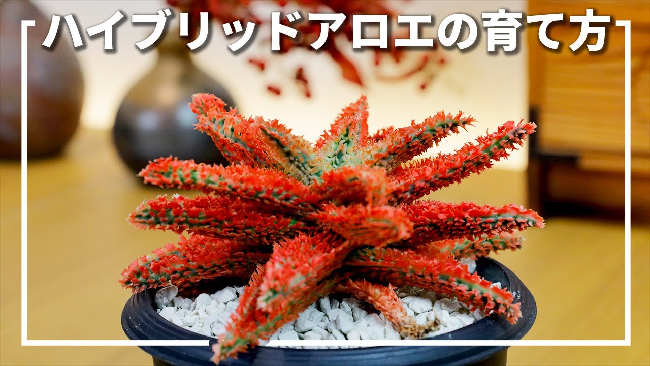 多肉植物】ハイブリッド アロエを美しく育てる方法 - YouTube