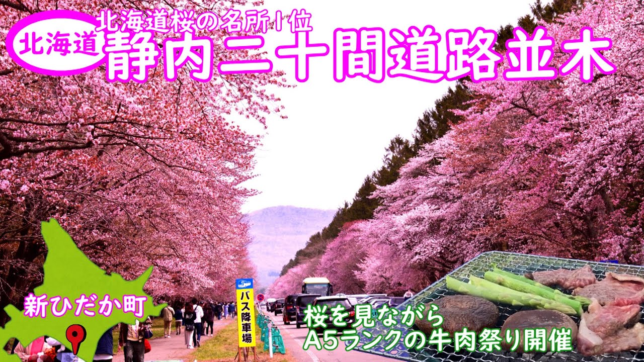 4月29日の静内二十間道路桜並木です。渡辺農場のA5ランクの牛肉は