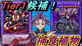 Tier1候補！捕食植物(プレデタープランツ)デッキ！【Yu-Gi-Oh! Duel