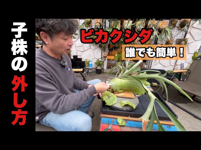 DAISOグッズで誰でも簡単！ビカクシダ 子株外し方 - YouTube