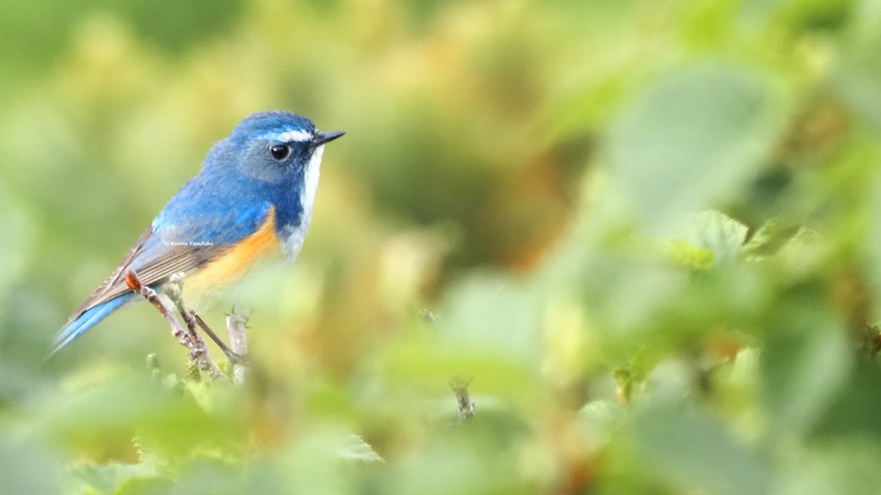 幸せを呼ぶ青い鳥、ルリビタキのさえずり（大雪山）。鳴き声はキッキョ