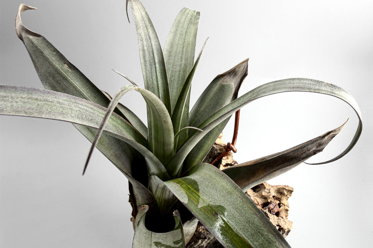 ブラジルの岩壁に生きる異端のブロメリア“スティグマトドン・リマエ