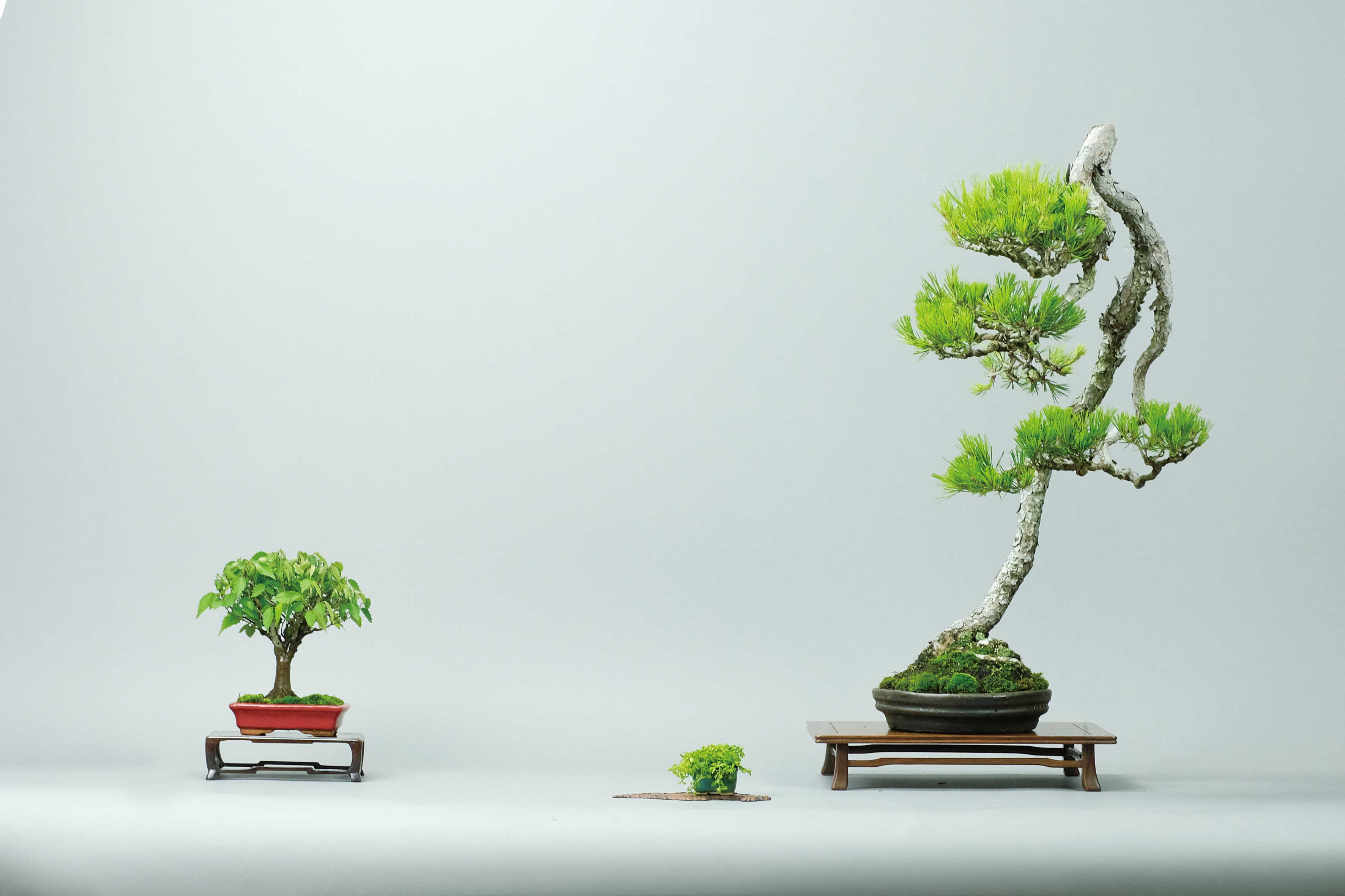 ヒルマさんの赤松文人Tシャツを作りました。 – 盆栽Q | あたらしい盆栽