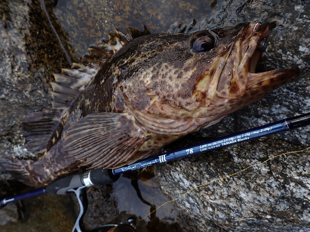 ヤマガの新作「ブルーカレントⅢ78＆78/B」でロックフィッシュを楽しむ