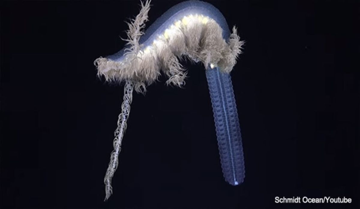 2024年をワクワクさせた10の水中発見ニュース！幽霊船から新種生物まで