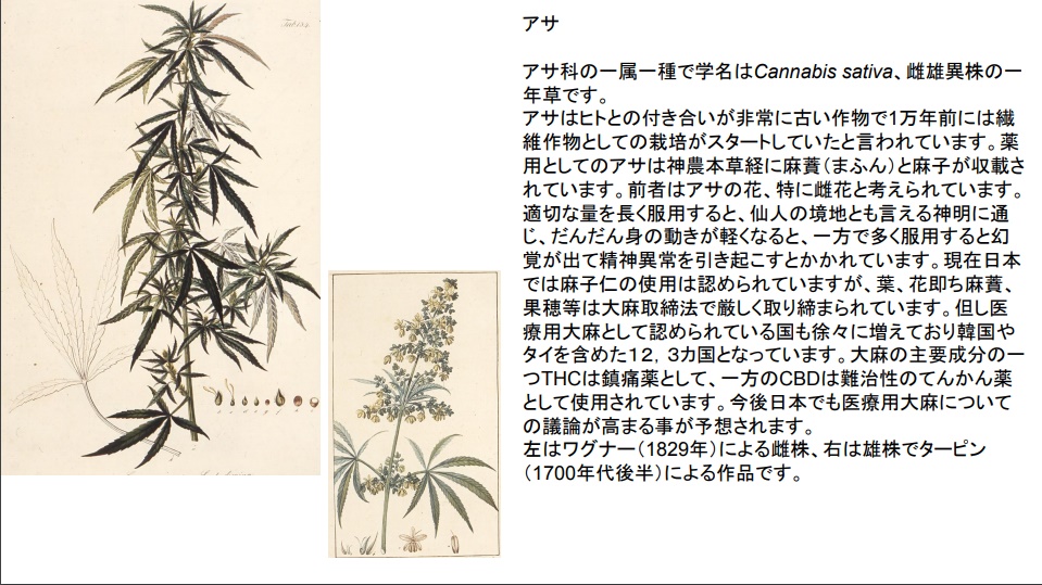 アサ | 九州漢方研究会