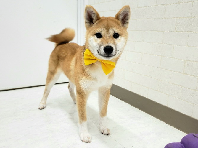 202400022 柴犬 - ペットショップ HUG - ハグ