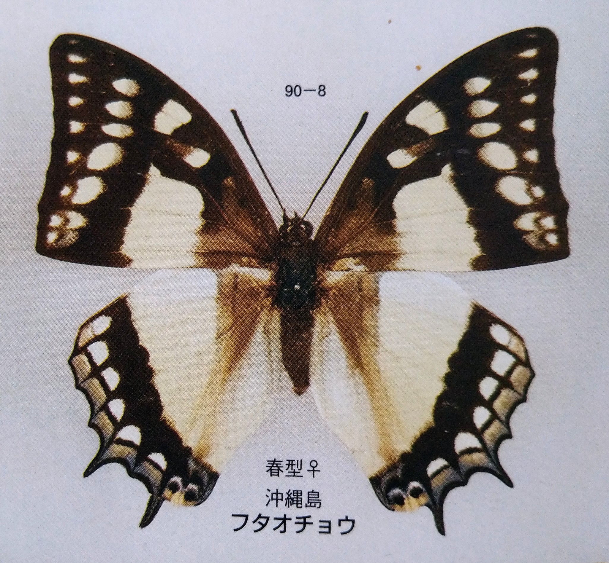 奄美迷走物語 其の九 | 蝶に魅せられた旅人