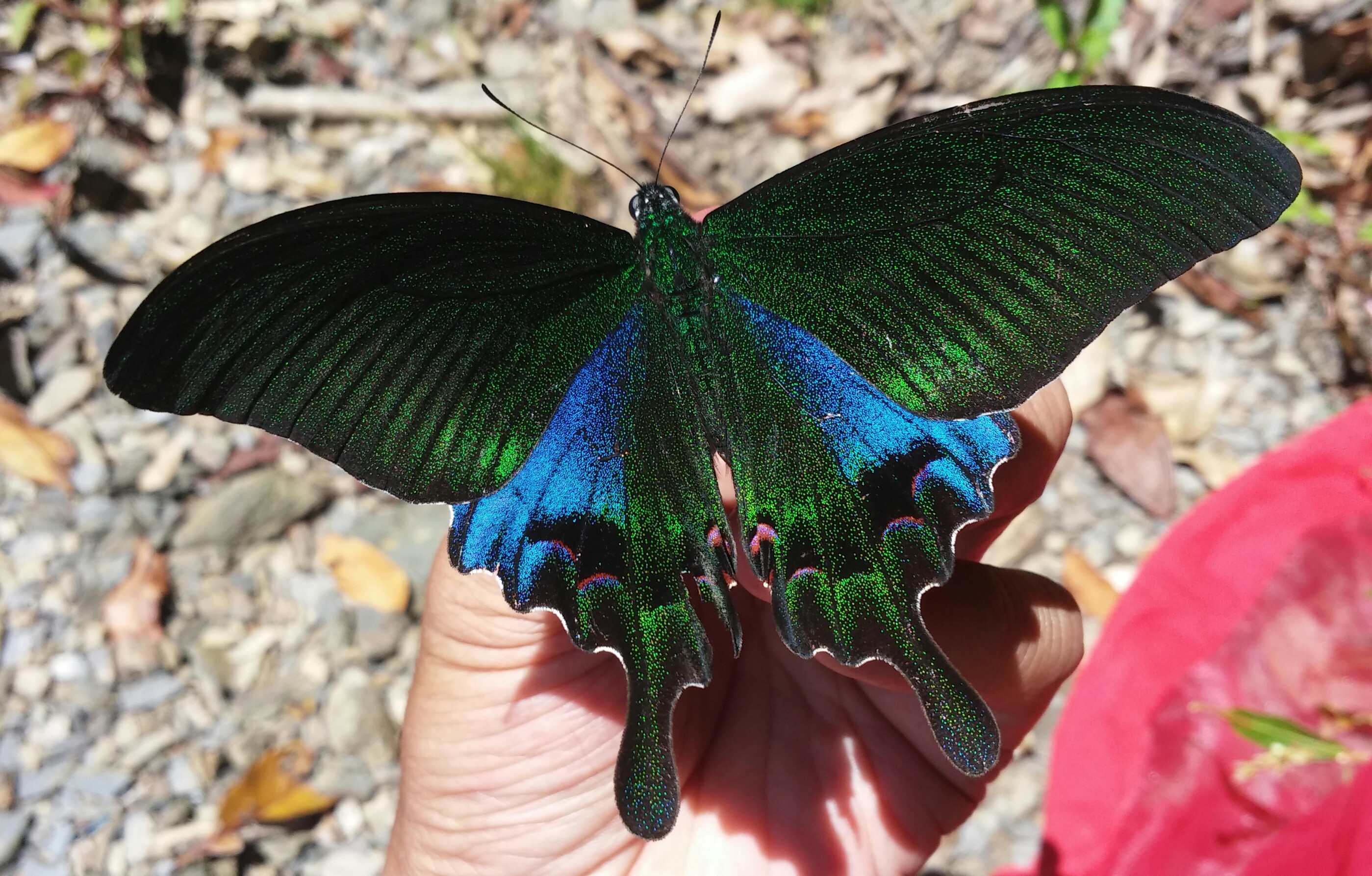 台湾の蝶15 ホッポアゲハ | 蝶に魅せられた旅人