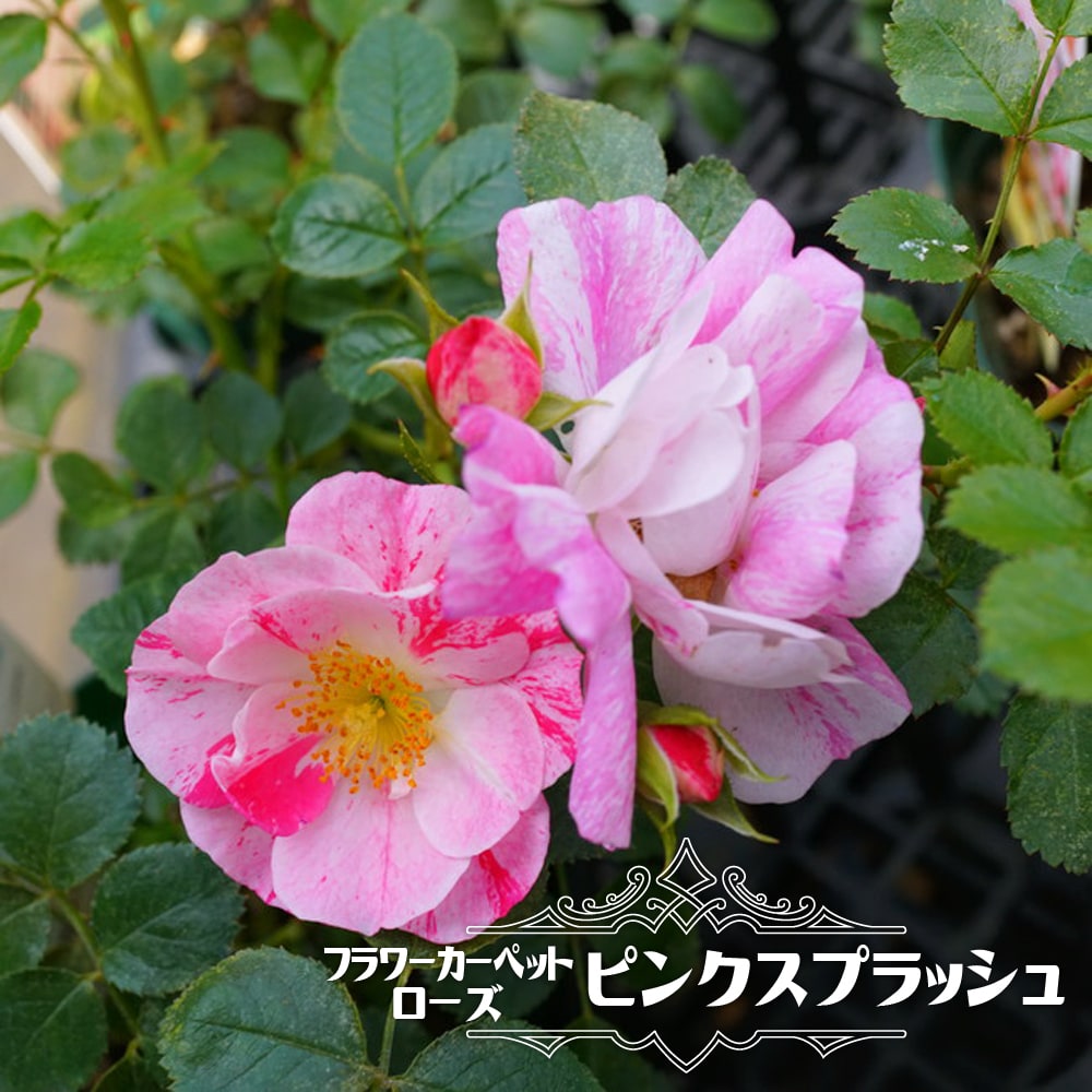 ピンクスプラッシュ バラ フラワーカーペットローズの特徴と育て方