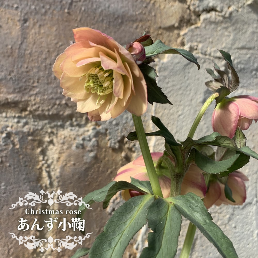 あんず小鞠 クリスマスローズ の特徴と育て方 | 苗木部の部室 〜苗木