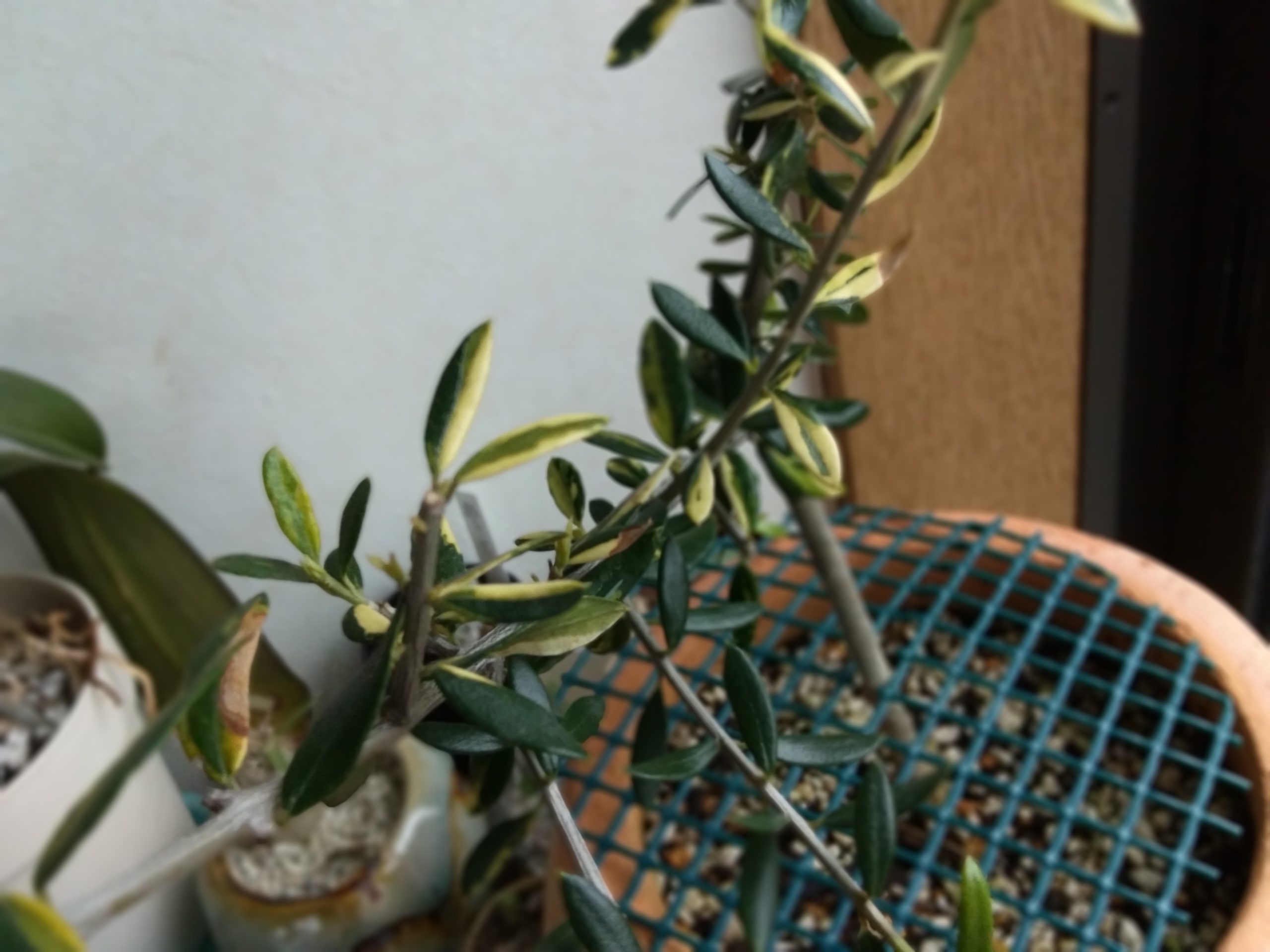 斑入りオリーブ♥ – オリーブを日本一たくさん育てているサラリーマン