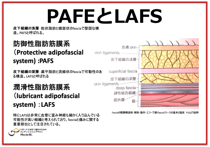 筋膜を捉える | スポーツアライアンス