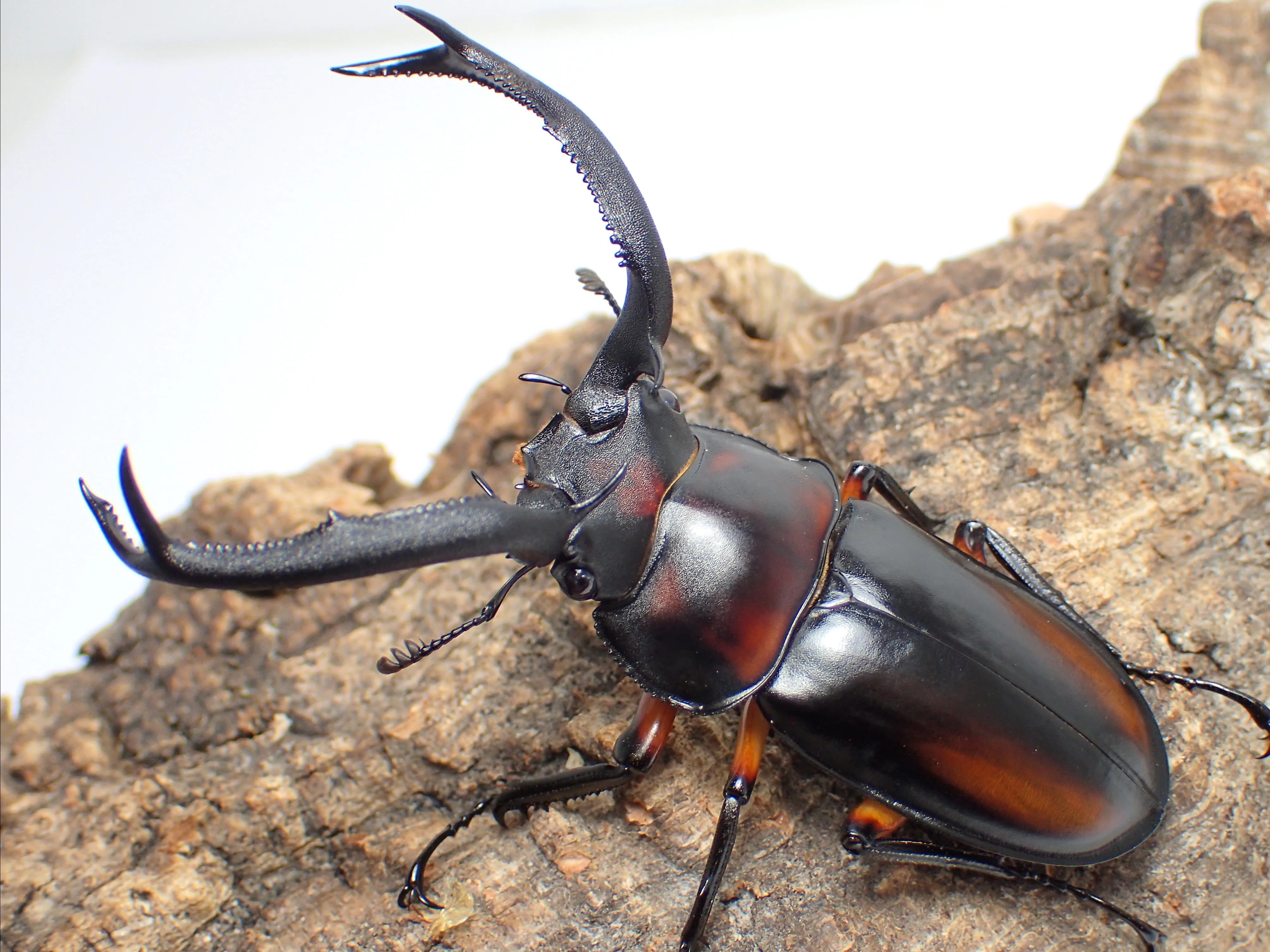 ディディエールシカクワガタの飼育方法 | わたくわの飼育記