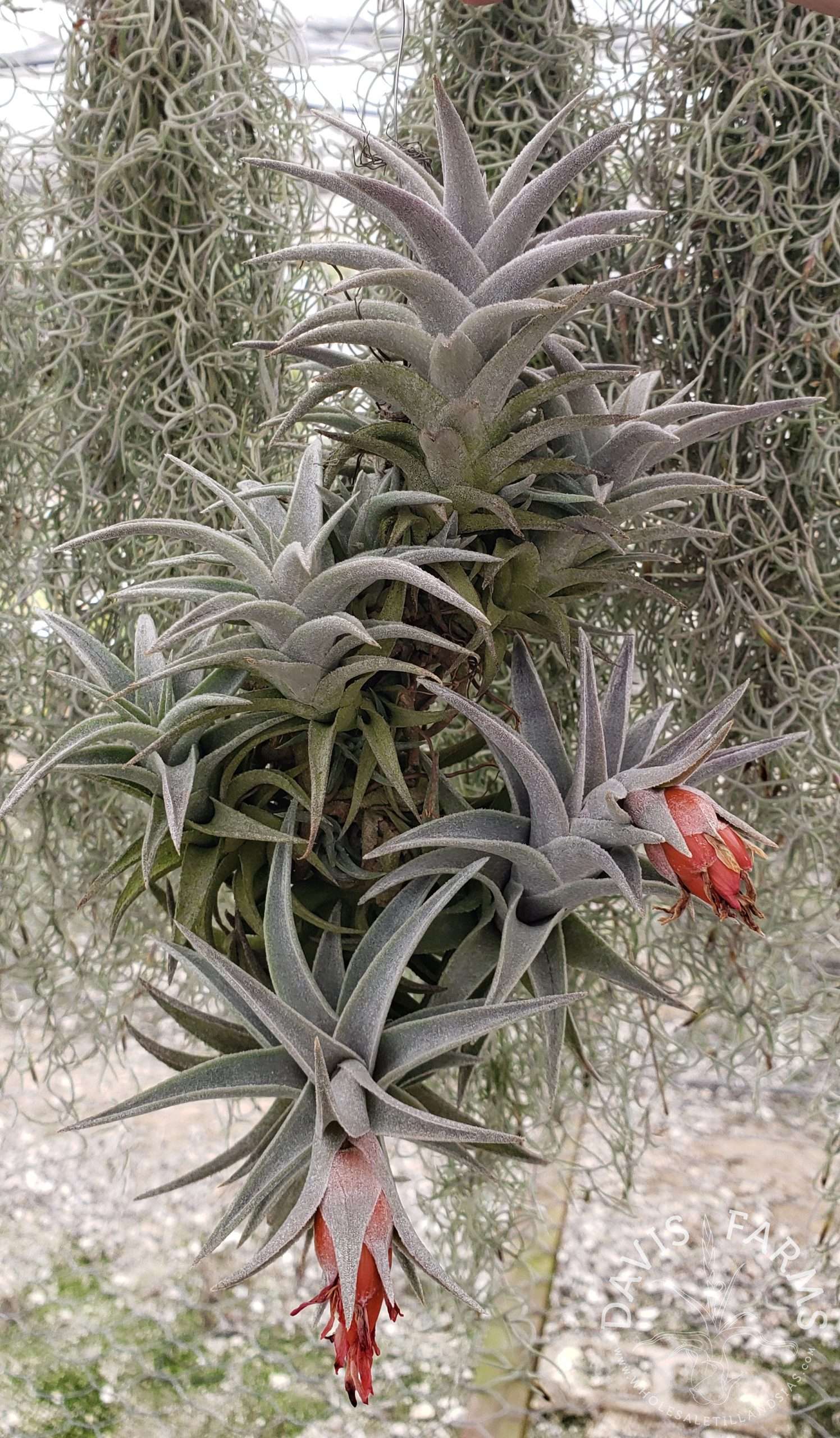 エディシアエ シルバーフォームedithiae Silver Form 【公式通販】