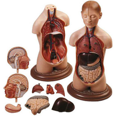 人体模型 トルソ/ミニ人体解剖 ソムソ社