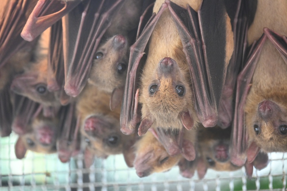 エジプトルーセットオオコウモリ | 【公式】池田動物園