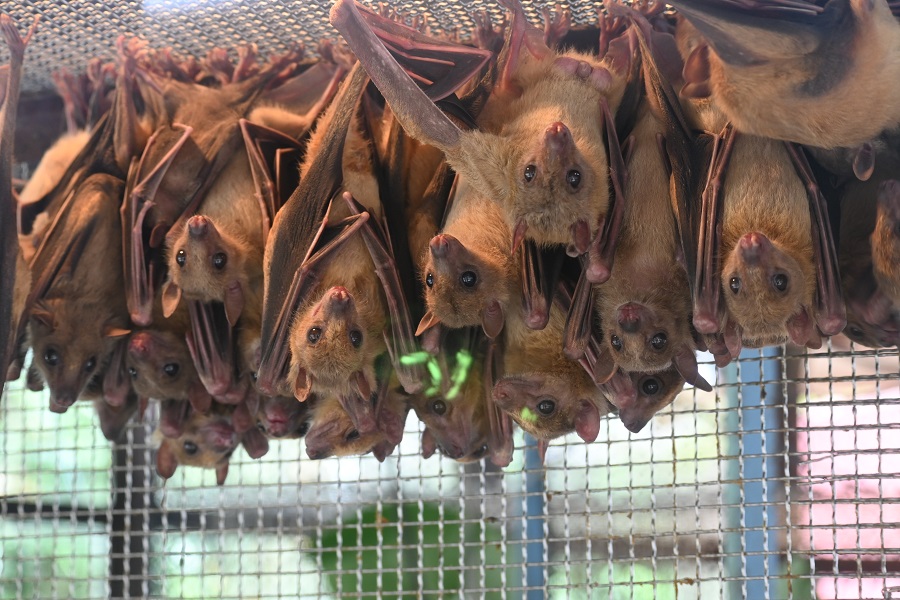 エジプトルーセットオオコウモリ | 【公式】池田動物園