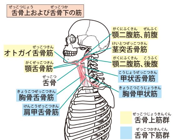 顎関節の機能解剖1～筋～｜imok Academy