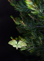 イザベラミズアオ の写真・イラスト素材