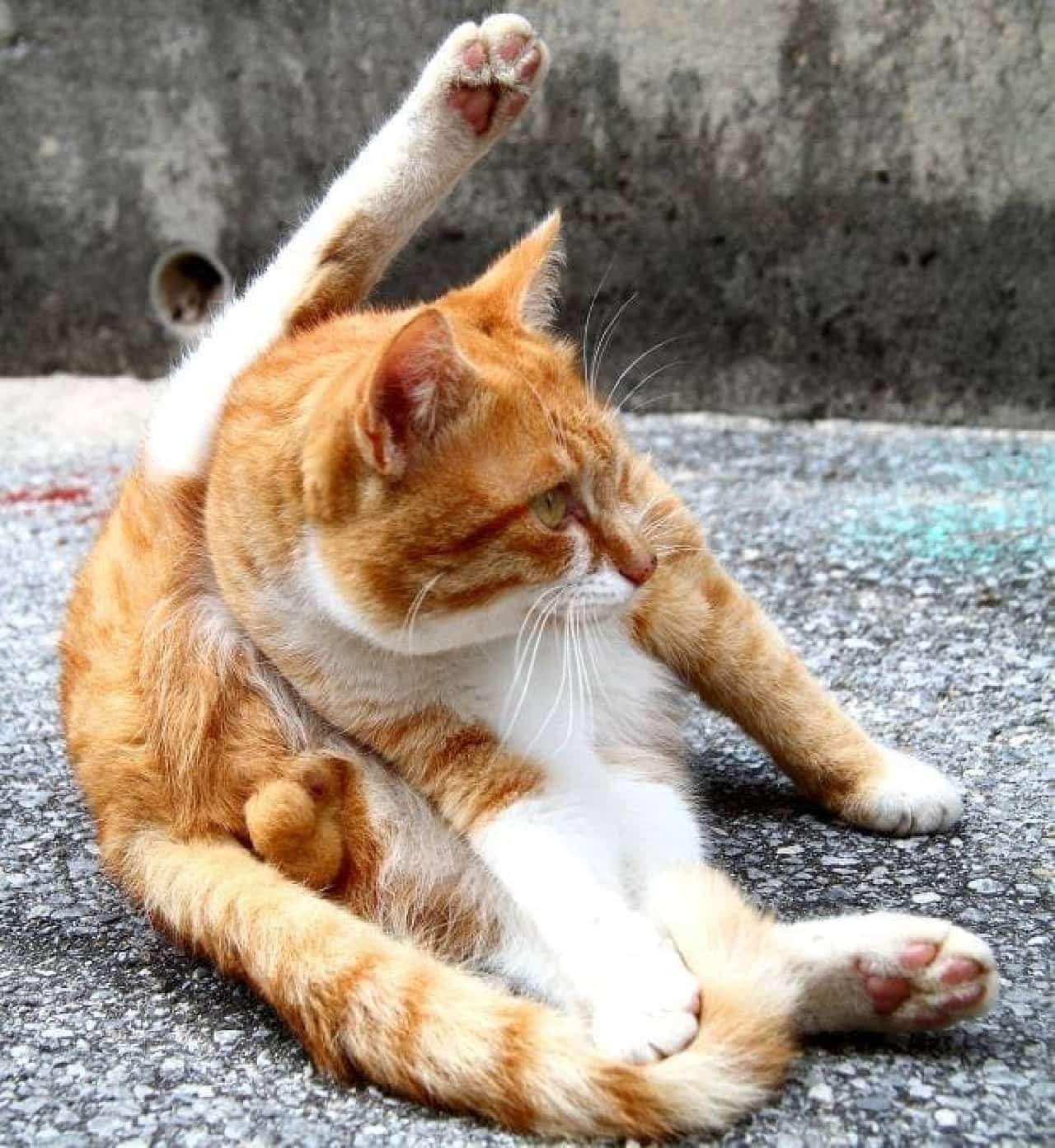 ネコのタマ…ではなく、“たまたま”を撮影した写真集「にゃんたま