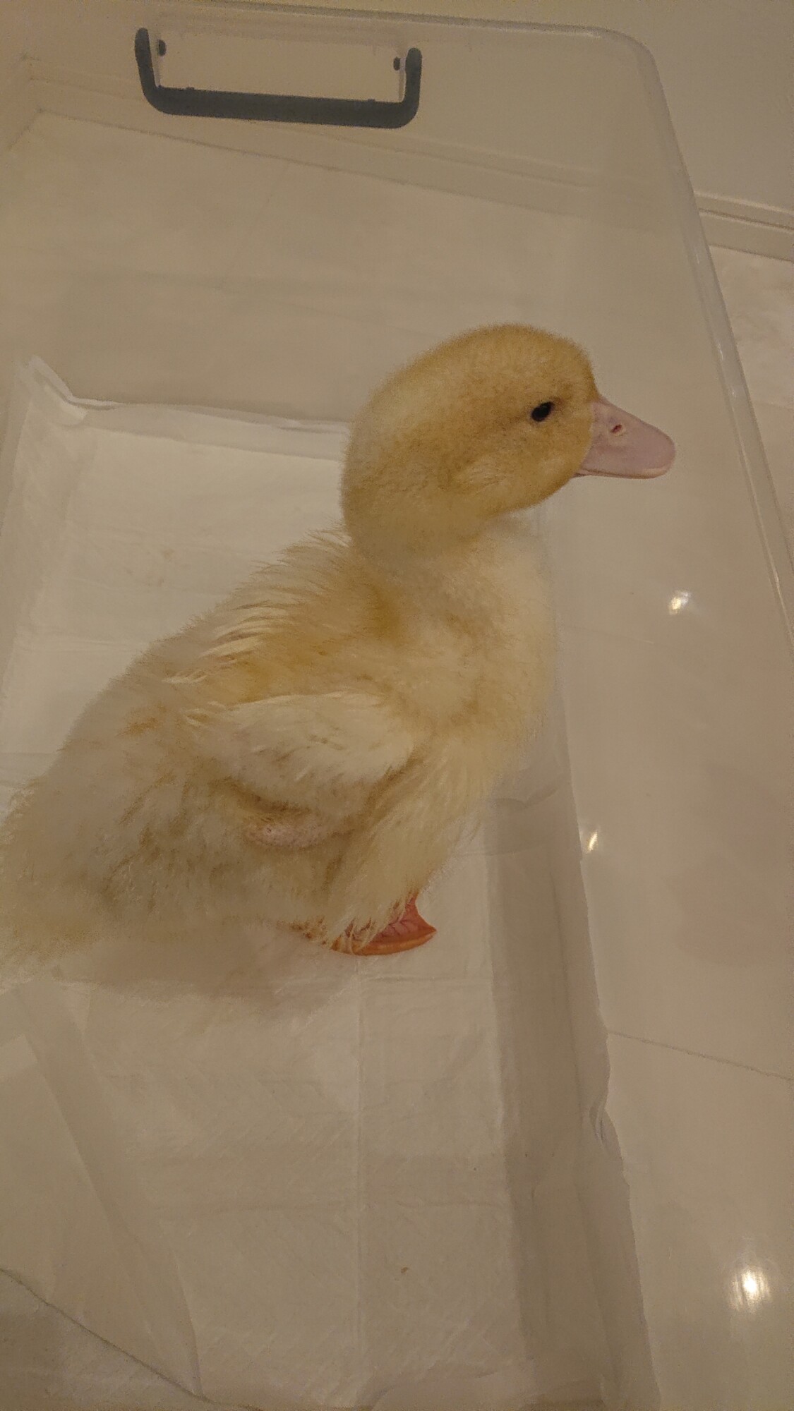 コールダック(アヒル)の」京都府 - 鳥の里親募集(341071) :: ペット