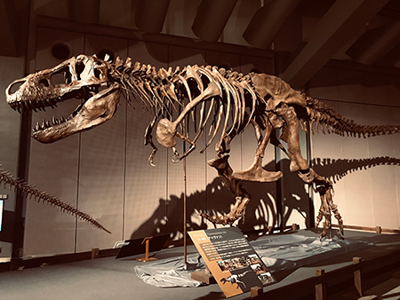 日本初公開の復元骨格などが揃う『ティラノサウルス展』 | チケット