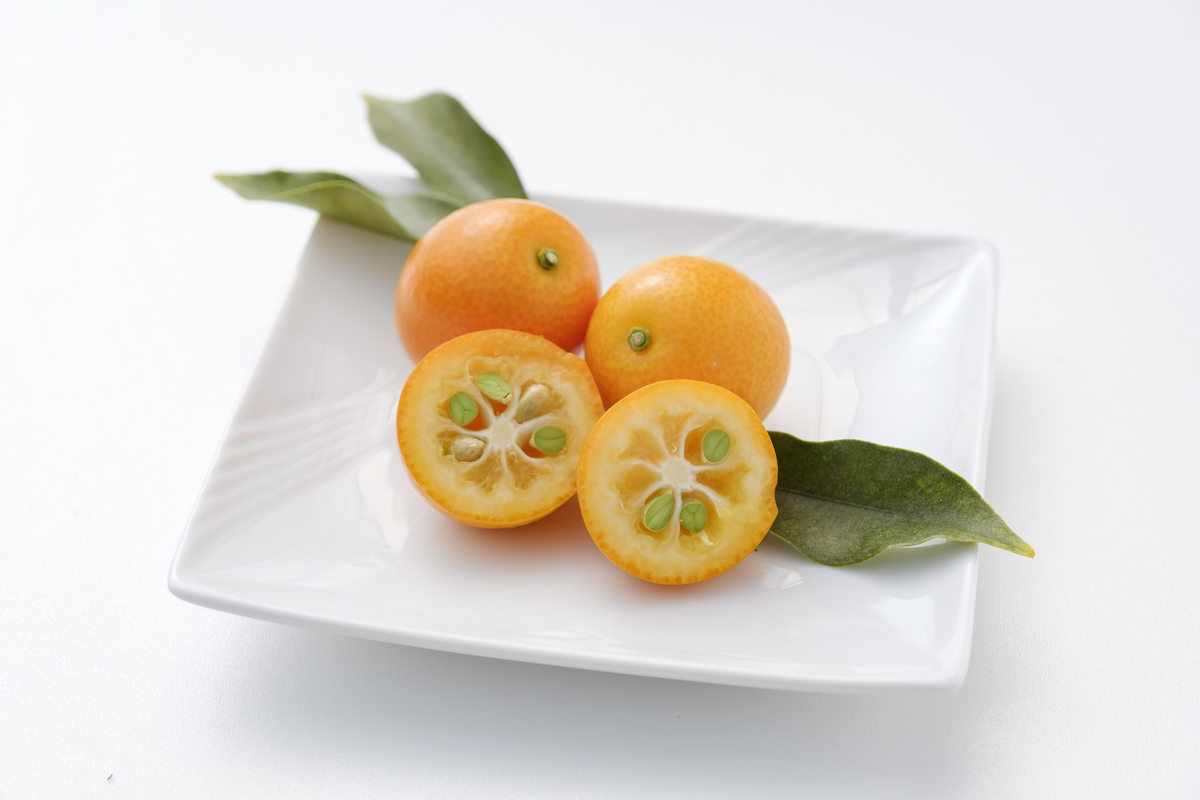 宮崎県産・完熟きんかん1キロ（3Lサイズ）化粧箱 | 内山金柑園