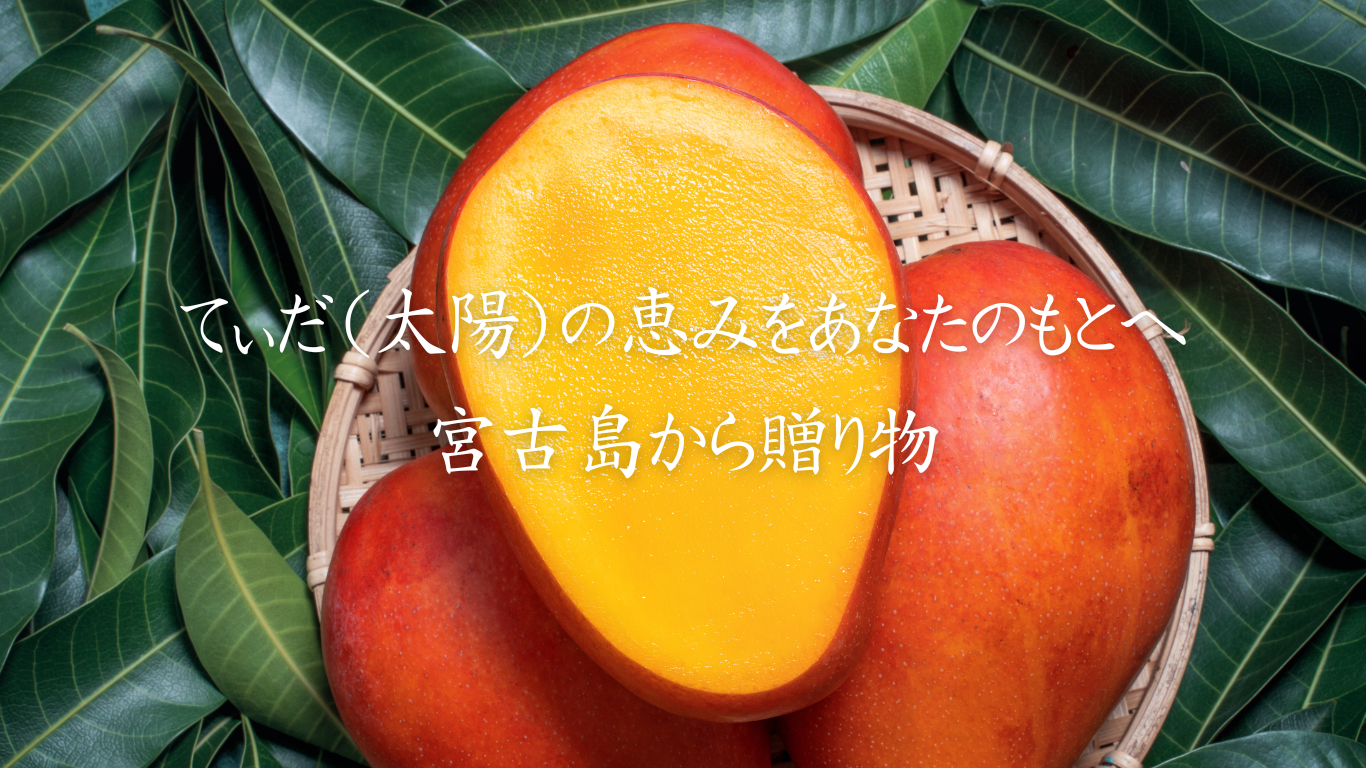 宮古島産マンゴー】大野果樹園