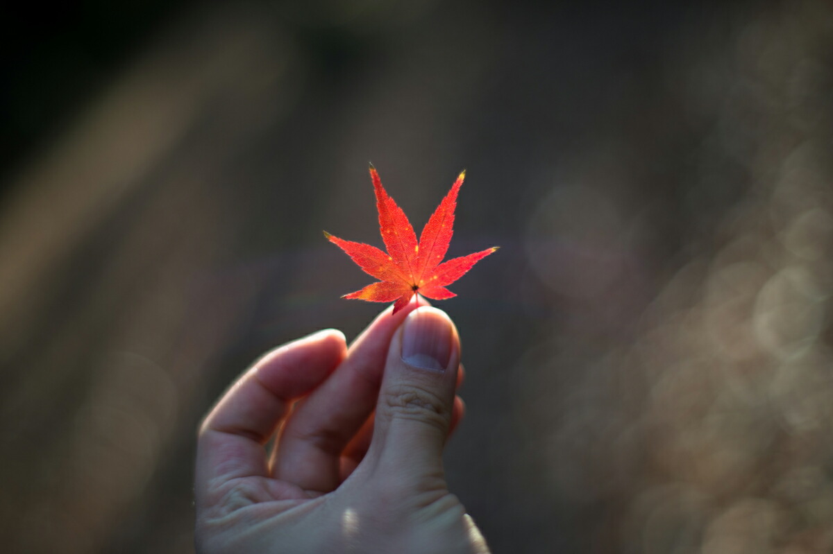 Carl Zeiss Planar T* 50mm F1.4 ZF.2 試写レポート