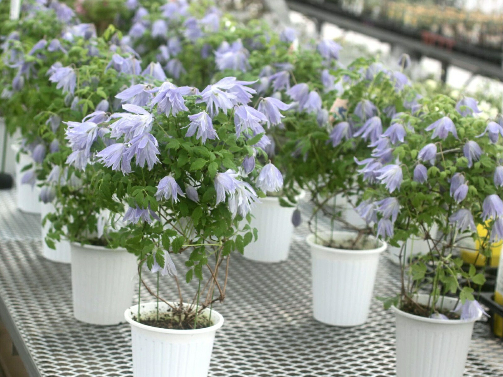 楽天市場】クレマチス マクロペタラ 'ウェッセルトン' 開花鉢 : お