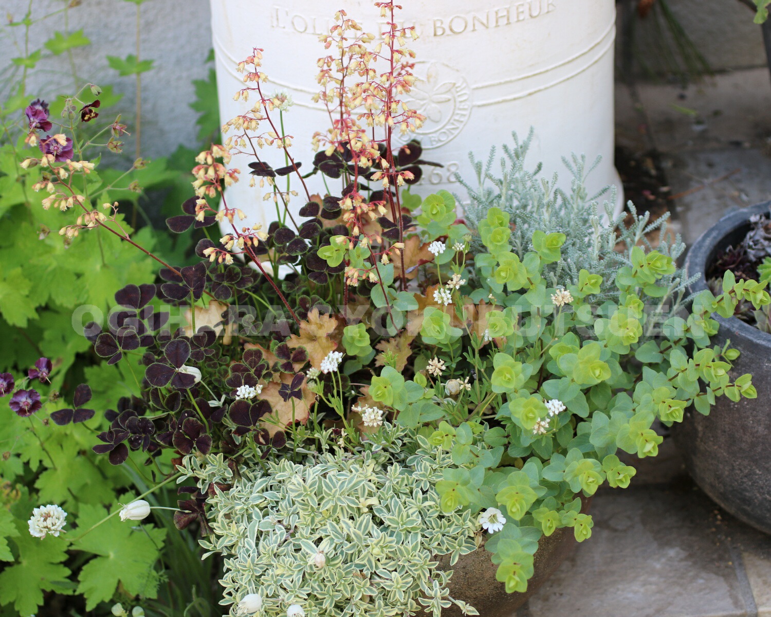 楽天市場】黒葉クローバー : おぎはら植物園