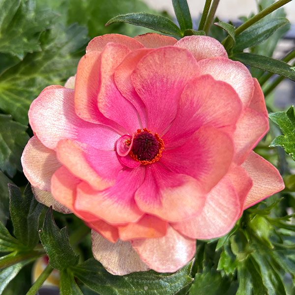 楽天市場】ラナンキュラス：ラックスシリーズ：園芸ネット プラス