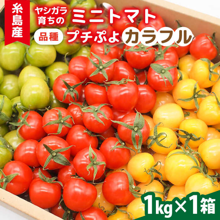 楽天市場】【ふるさと納税】【カラフル】ミニトマト （ プチぷよ