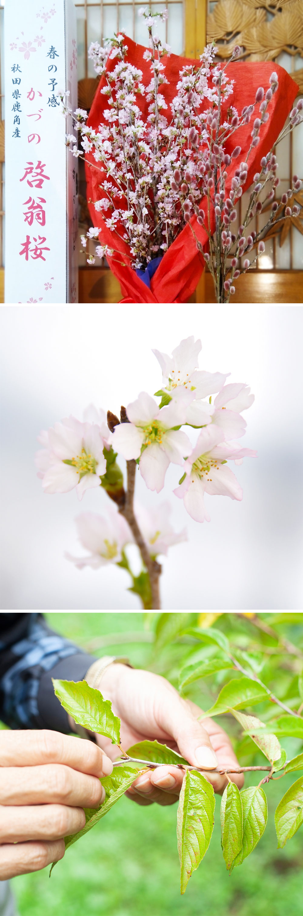 楽天市場】【ふるさと納税】 啓翁桜とピンクネコヤナギセット ( 50