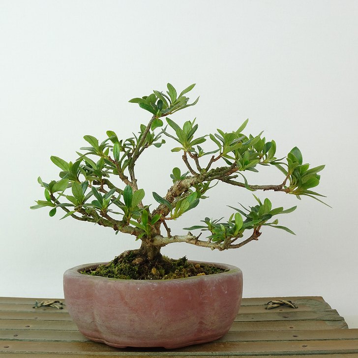 楽天市場】盆栽 皐月 樹高 約11cm さつき Rhododendron indicum サツキ