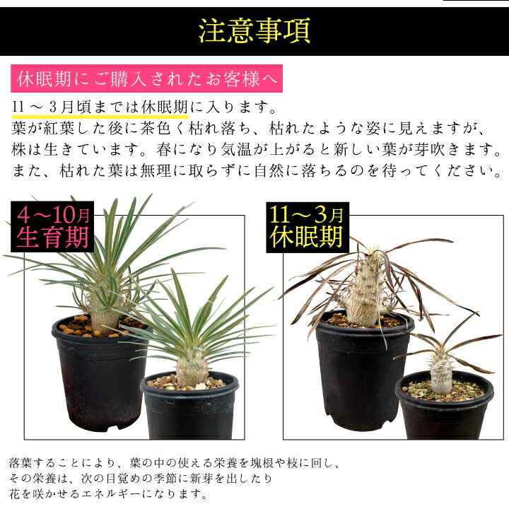 パキポディウム グラキリス 実生2年目 2.5号鉢 塊根植物 コーデクッス