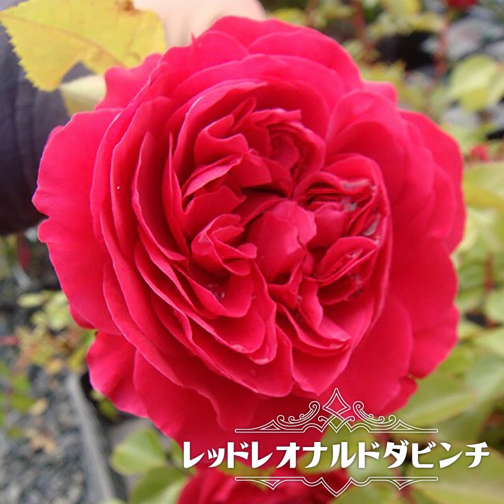 楽天市場】【バラ苗】 レッドレオナルドダビンチ 大苗 木立バラ 【京成