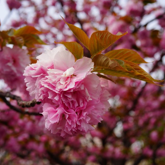 楽天市場】八重桜 【関山】 1年生接木苗 : 苗木部 by 花ひろばオンライン