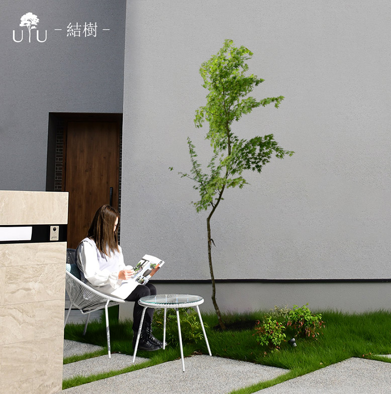 施工付き植木シンボルツリー 樹高2.5m以上 イロハモミジhnw1 j-1