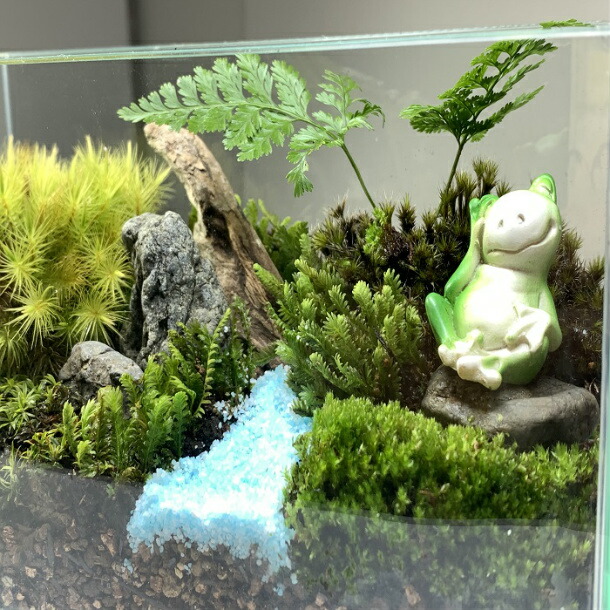楽天市場】癒し 苔テラリウム キット 【 カエルの休息 】苔インテリア