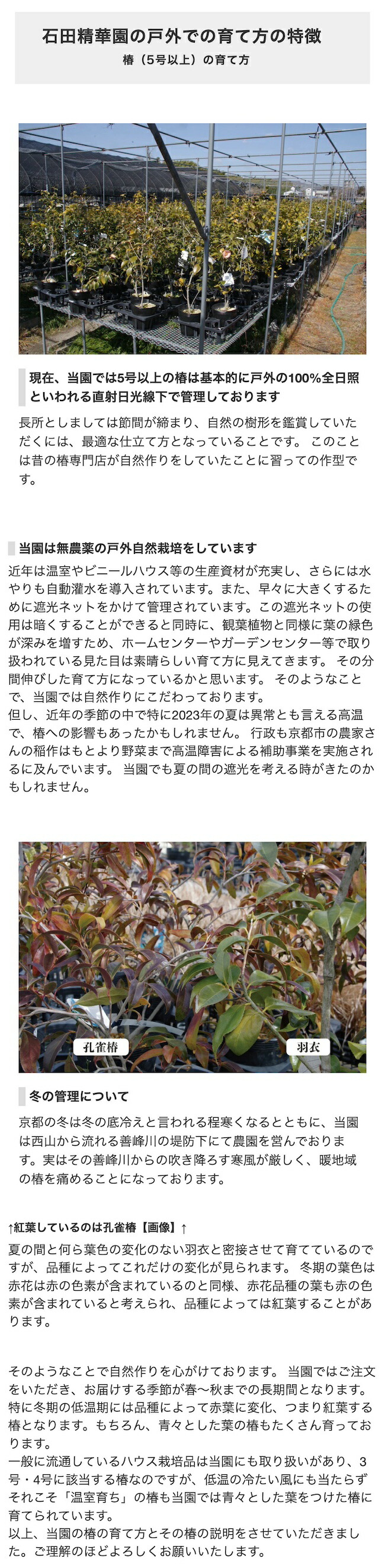楽天市場】西洋椿 苗 エレガンスシャンペン 5年生挿木苗 6号 75-95cm