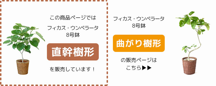 楽天市場】ウンベラータ 8号鉢 観葉植物 本物 フィカス・ウンベラータ