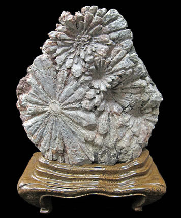 あ*げ様 根尾川産 六華 菊花石 小菊明瞭 台座・共箱付 鑑賞石 盆石 紋