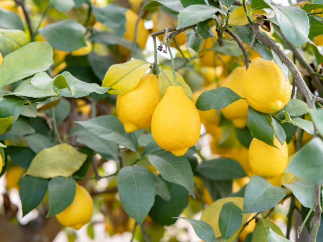 浦野さんちの須坂市産レモン 2kg